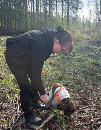 Hunden Bill tillsammans med sin ägare och dressör i skogen. Han nosar i marken. 