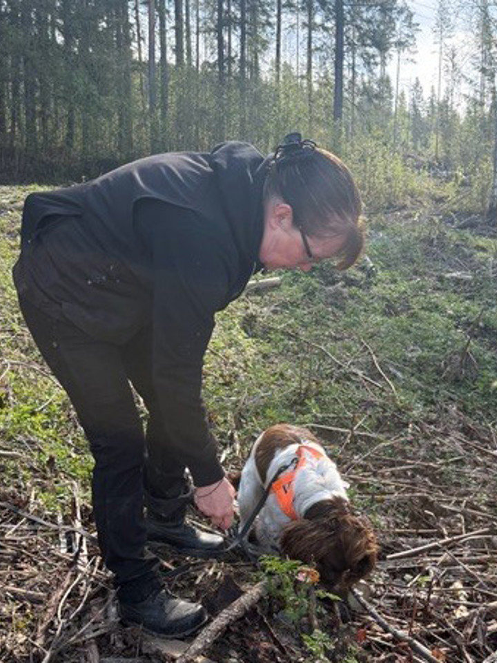 Hunden Bill tillsammans med sin ägare och dressör i skogen. Han nosar i marken.