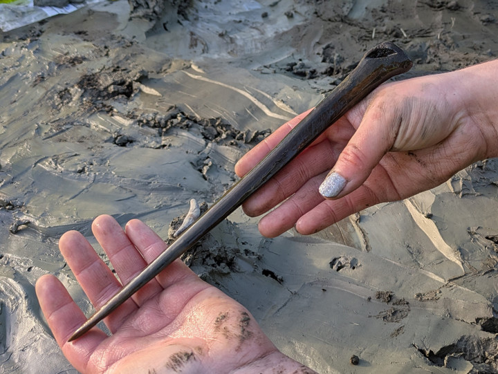 Händer som visar en bendolk från yngre stenålder funnen intill den 5000 år gamla hunden vid Logsjömossen Gerstaberg, Järna.