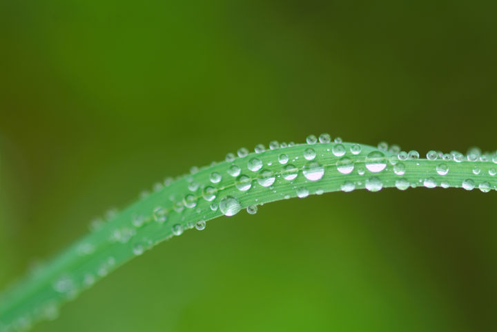 Ett långsmalt grönt blad med små glittrande vattendroppar på