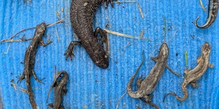 Insamling av större vattensalamandrar