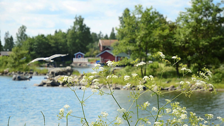 Bilden visar en ö i skärgården med stenar, hav, grönskande träd, vita blommor och en röd stuga med vita knutar i bakgrunden.