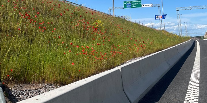Vallmoblommor växer bredvid bilväg.