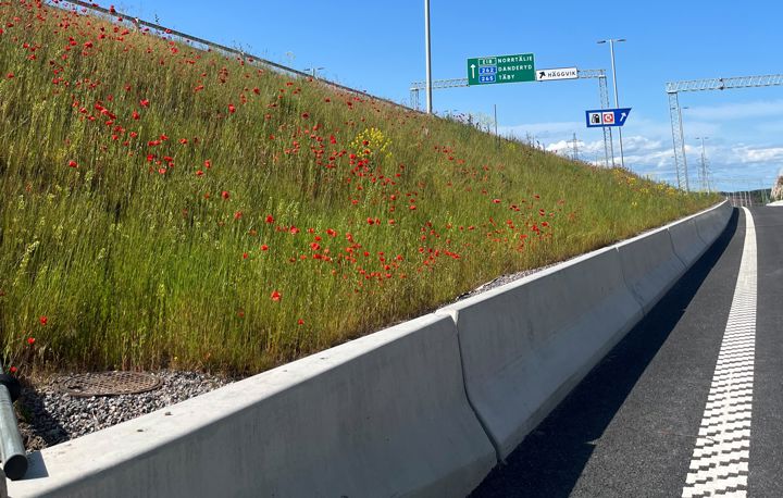 Vallmoblommor växer bredvid bilväg.