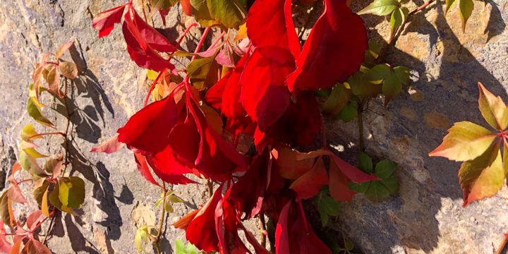 Detalj av röda Vildvinsblad.
