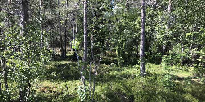 En man med gul varselväst rör sig i ett grönområde med sly.